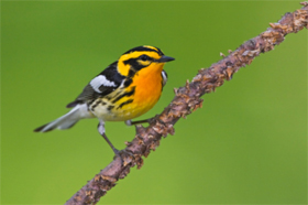 هل الحياة مجرد صدفة؟ إذاً، لماذا تشعر أن لديك معنى؟ (باللغة التايلاندي)