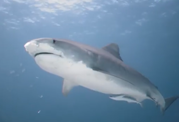 إثبات وجود الله حقيقةً (باللغة التايلاندي)