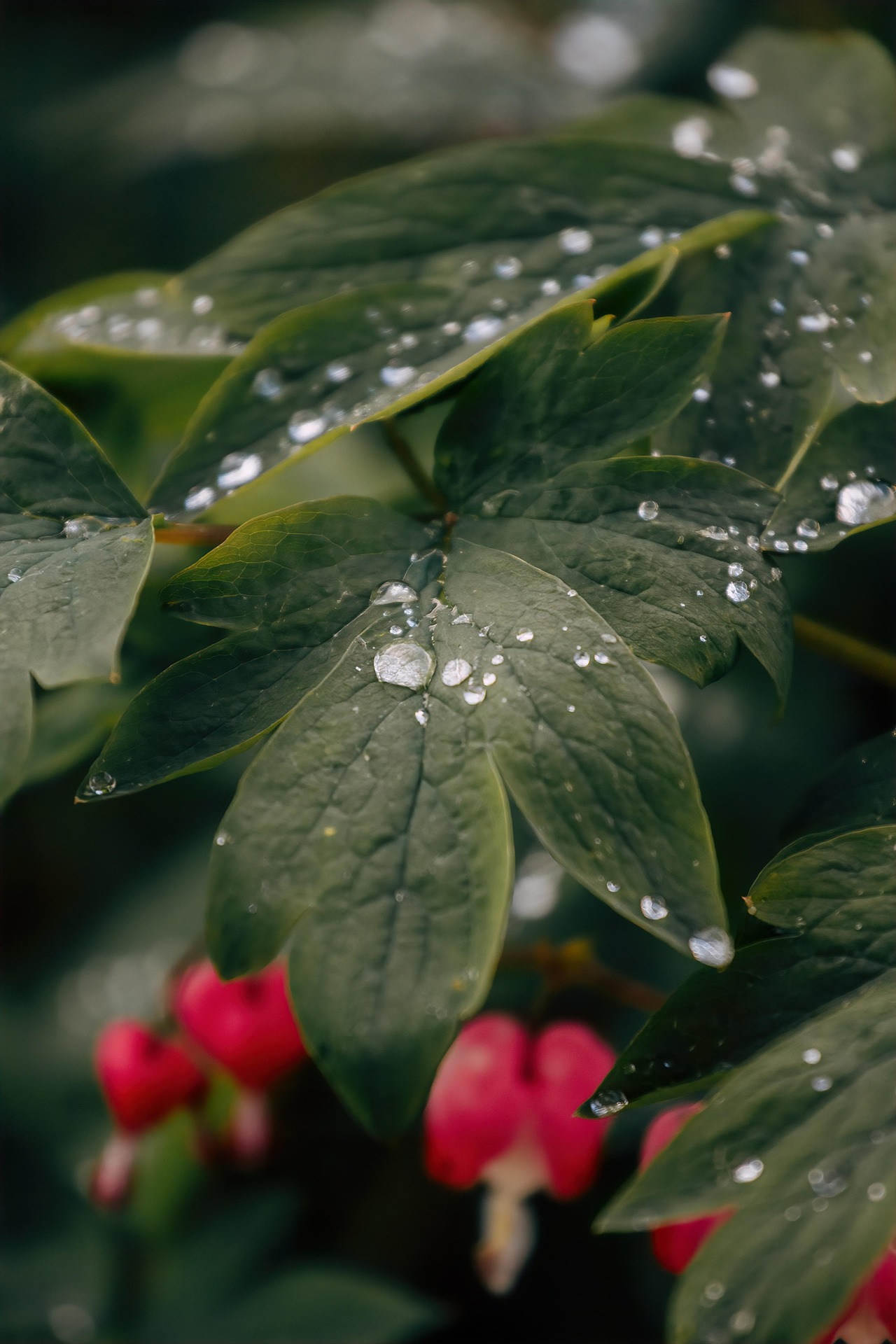 (مفهوم الأسرة في الإسلام )  (باللغة الفيتنامي)