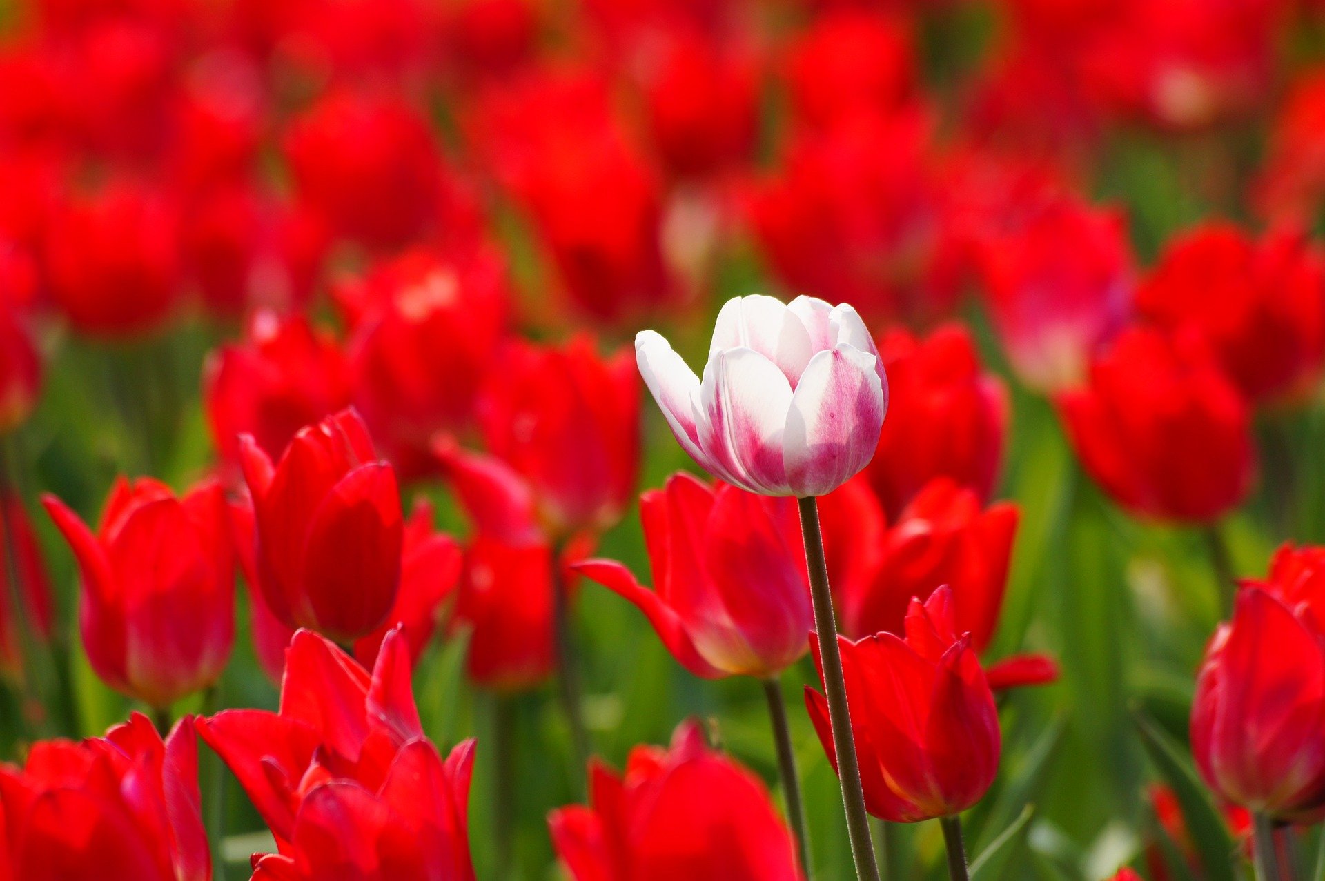 (العدالة الاقتصادية في الإسلام)  (باللغة الفيتنامي)