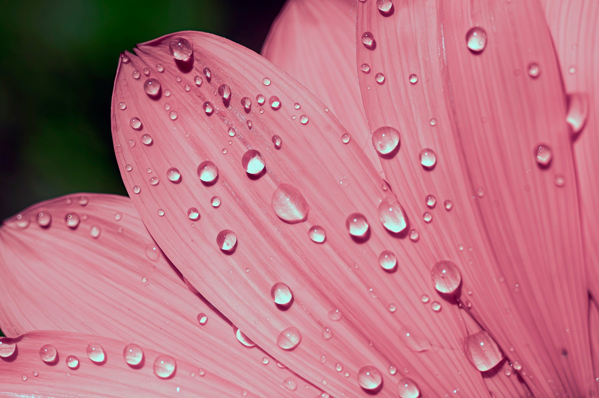 ( الإنسان في الإسلام… قابل لأن يكون أفضل) (باللغة الفيتنامي)